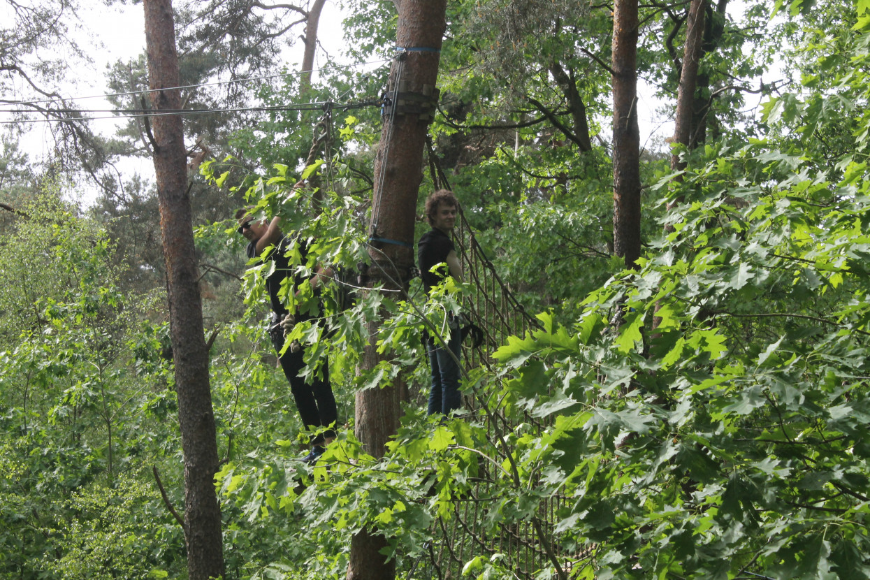 Climbing forest