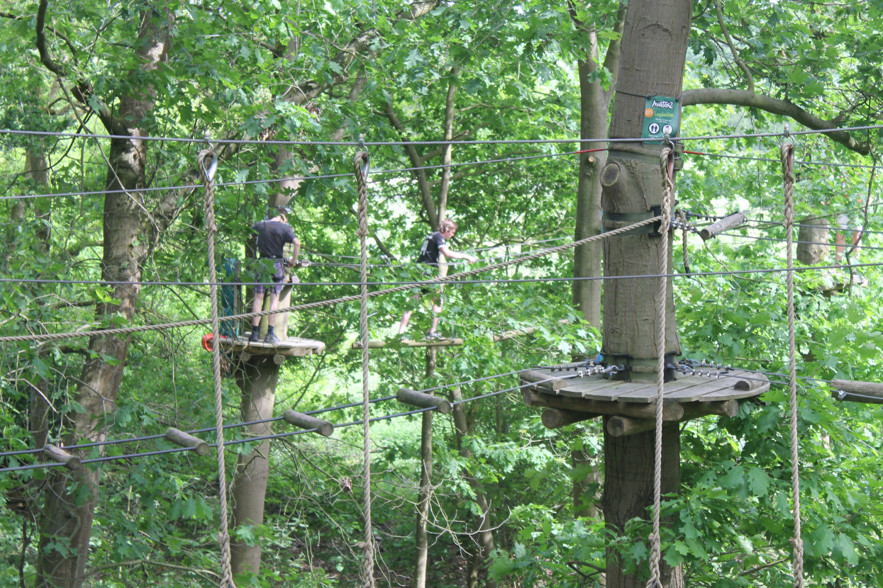 Climbing forest