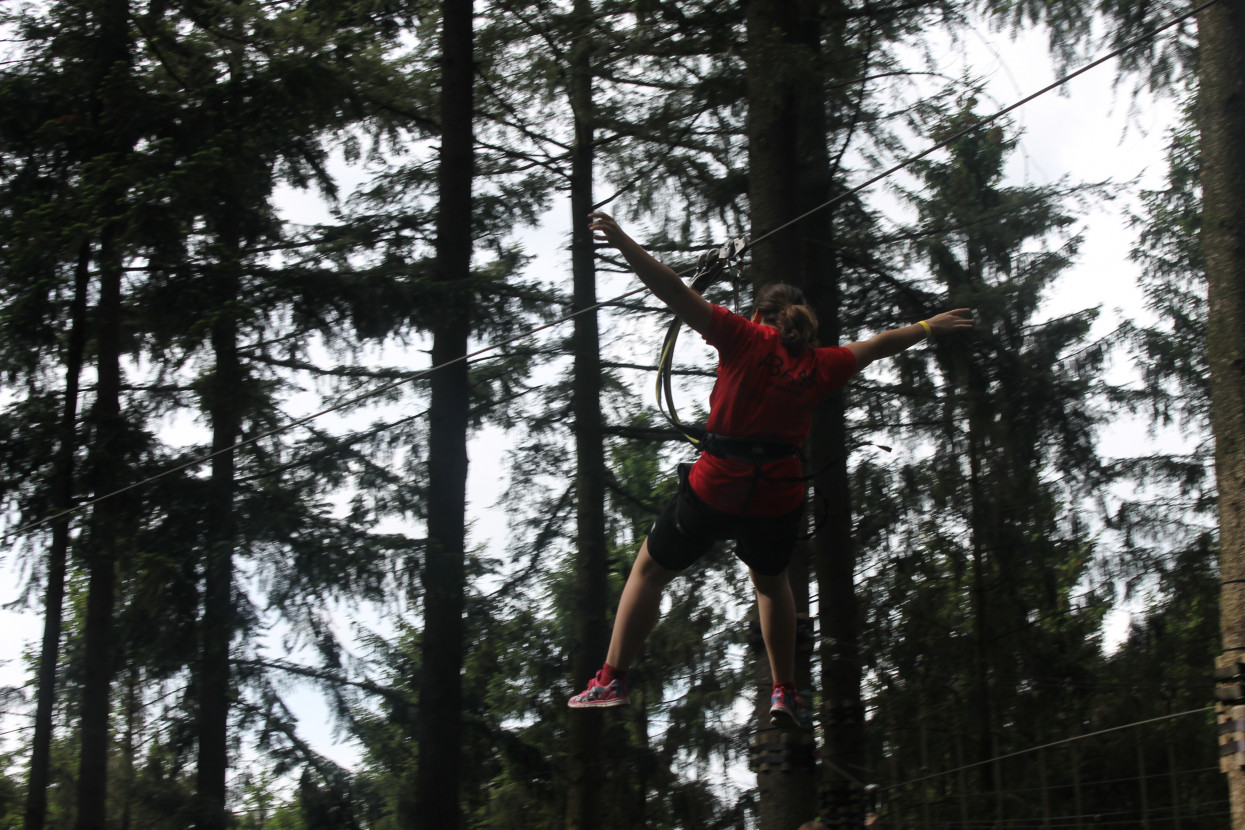 Climbing forest