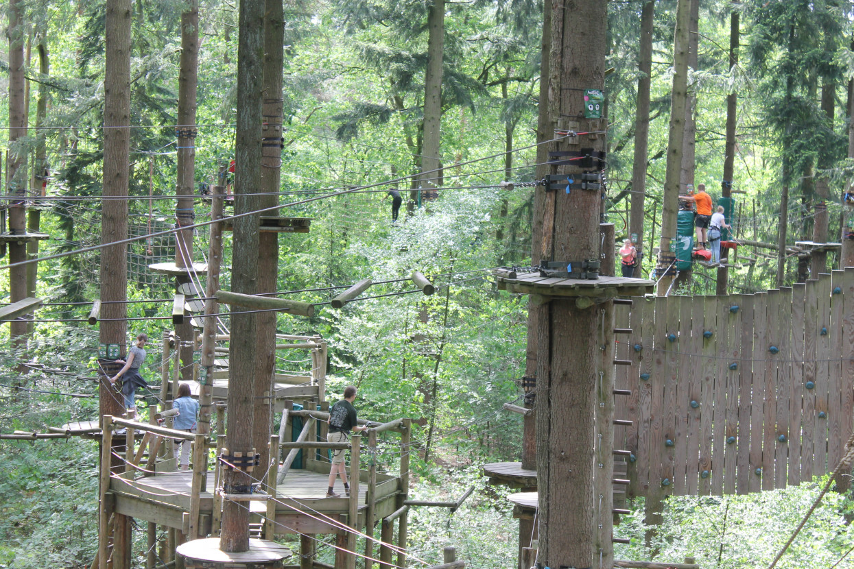 Climbing forest