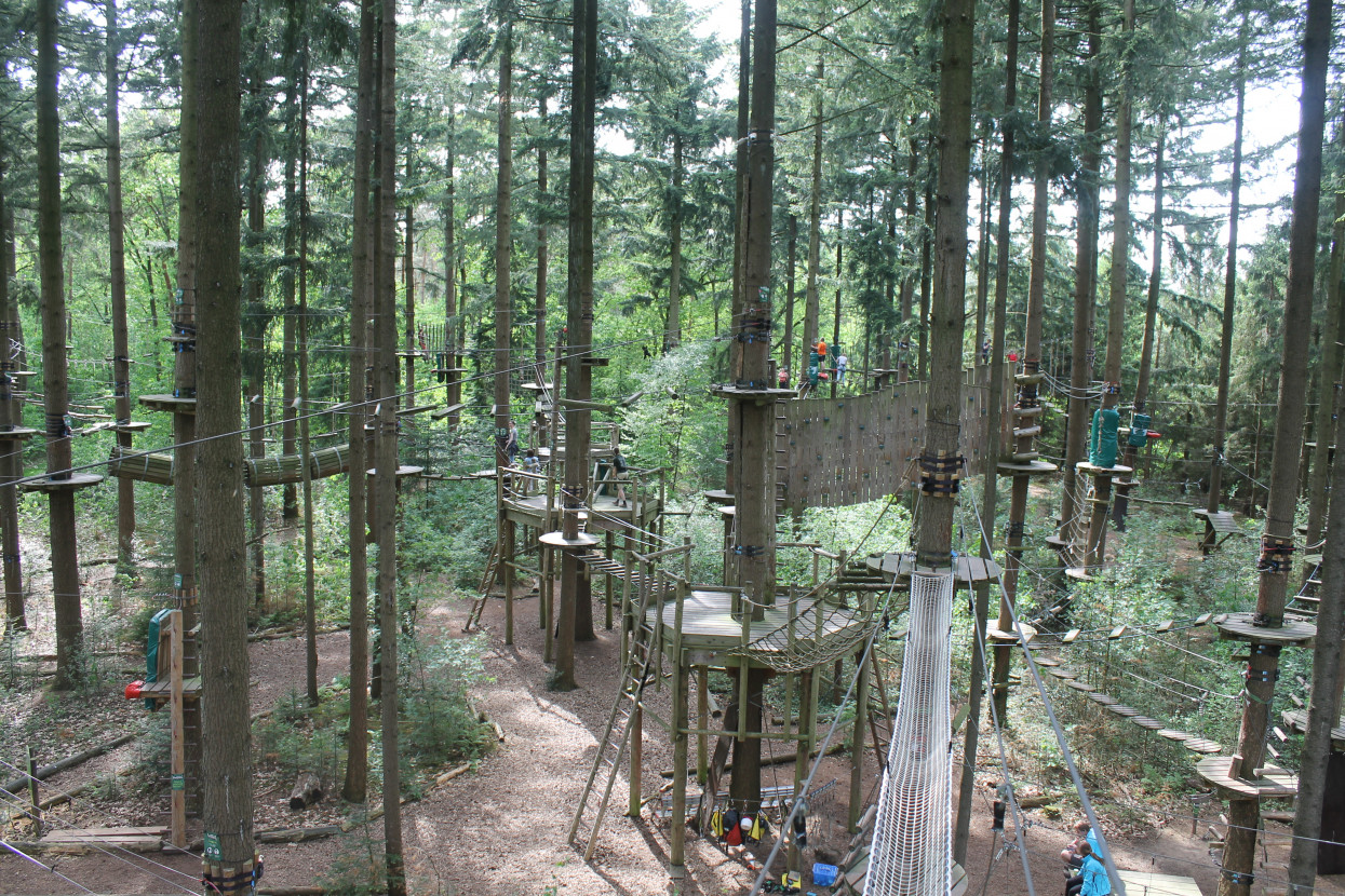 Climbing forest