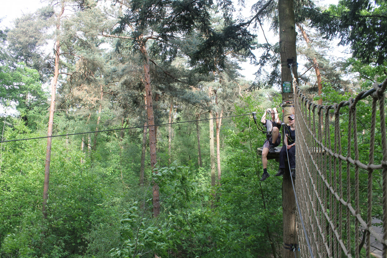 Climbing forest