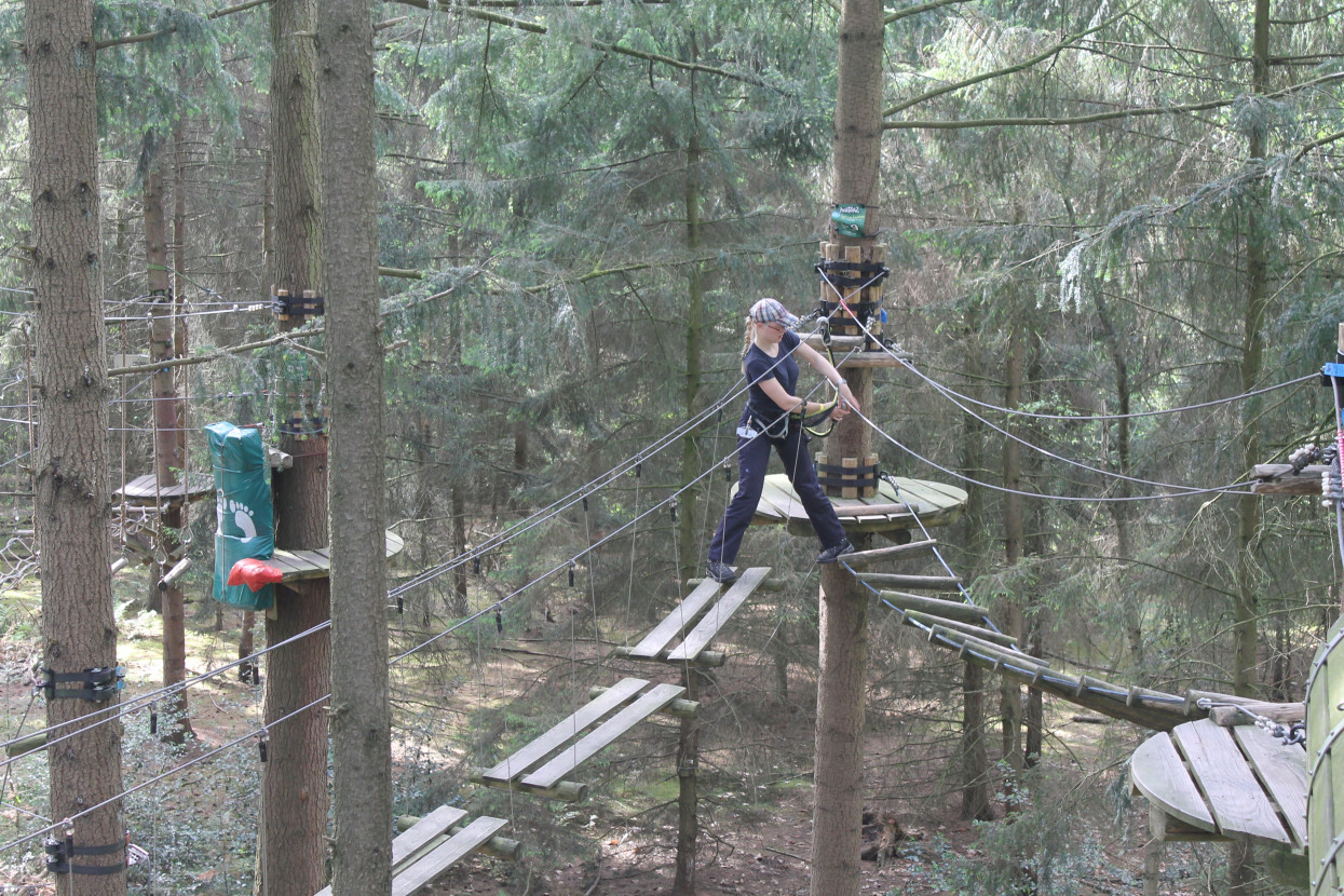 Climbing forest