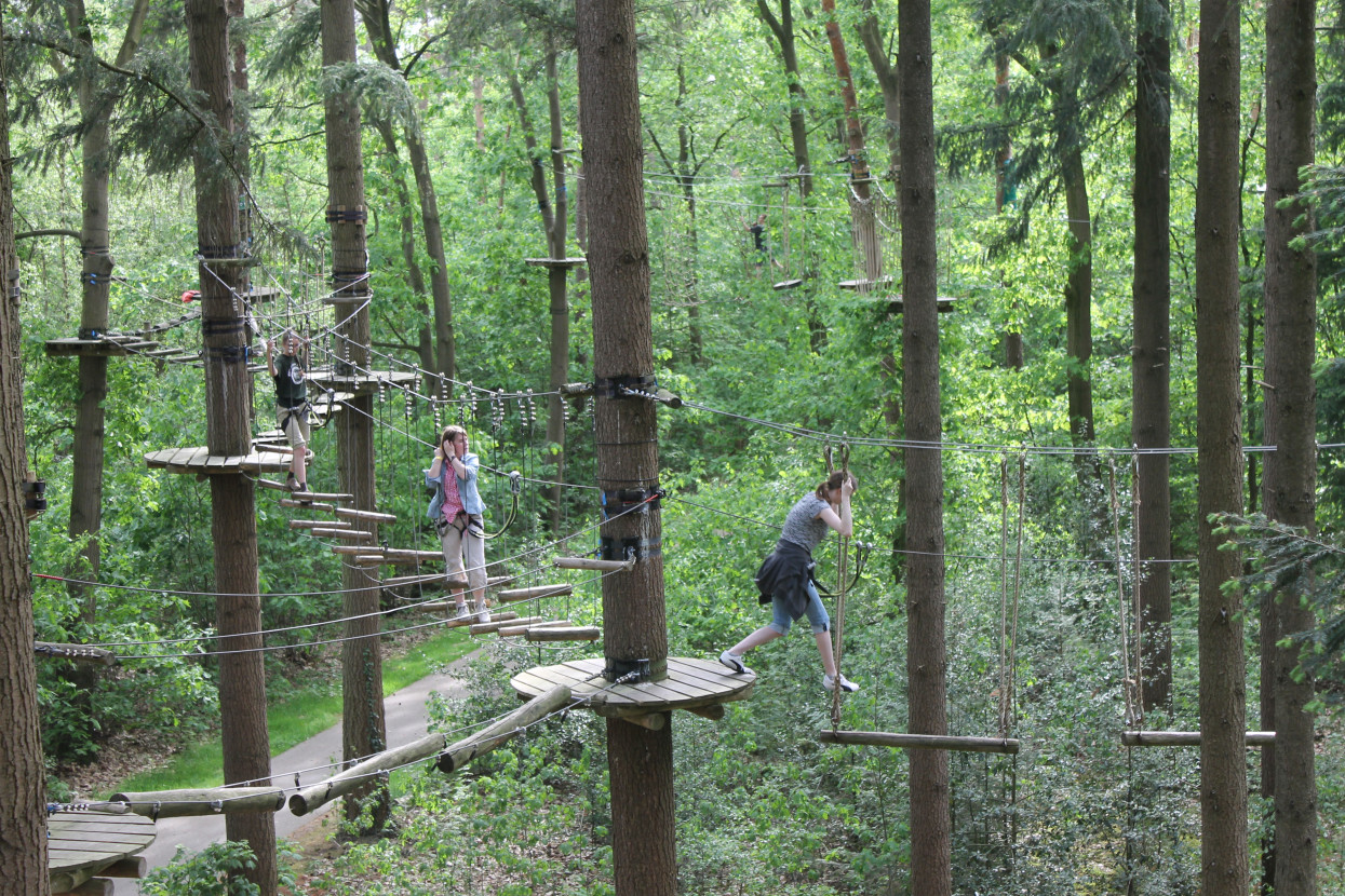 Climbing forest