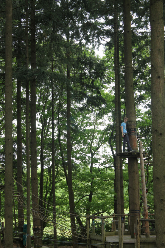 Climbing forest